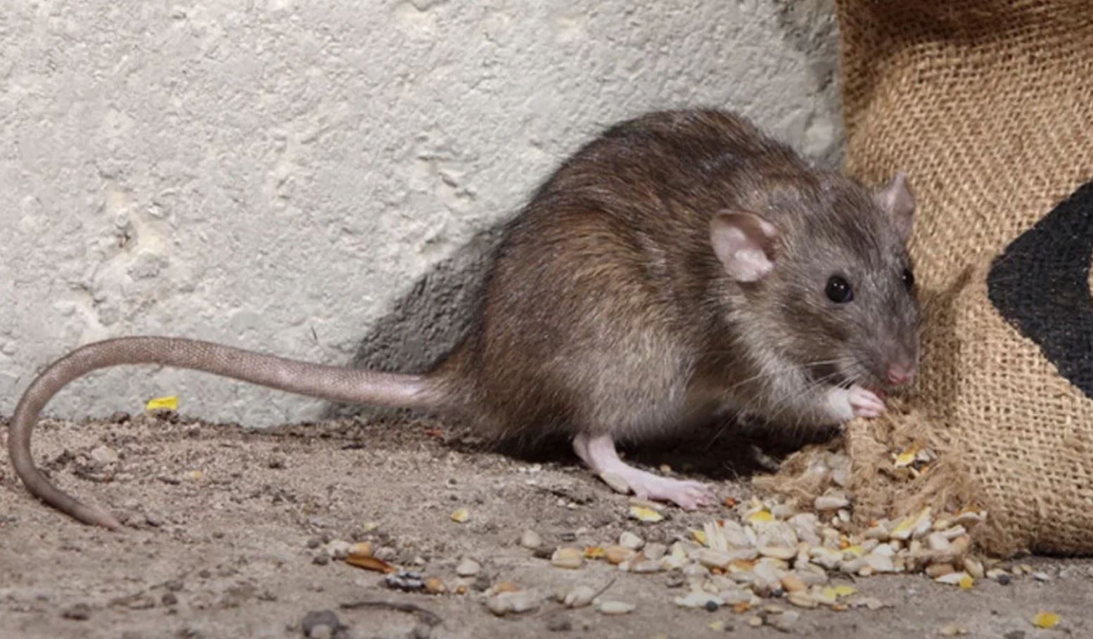 фото: Профессиональная дератизация в Туголесском Боре: <br/>+7-909-173-42-96