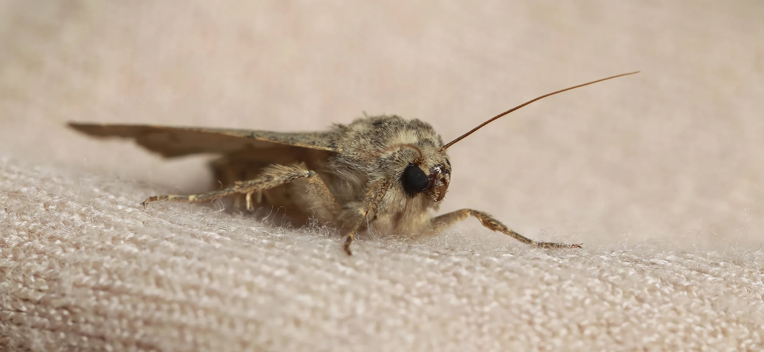 фото: Профессиональная обработка от моли в Туголесском Боре: <br/>+7-909-173-42-96